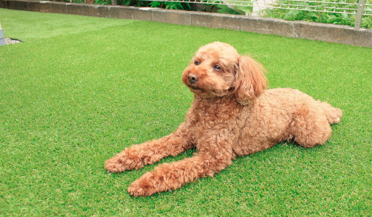愛犬がハッピーになるデッキと人工芝の庭