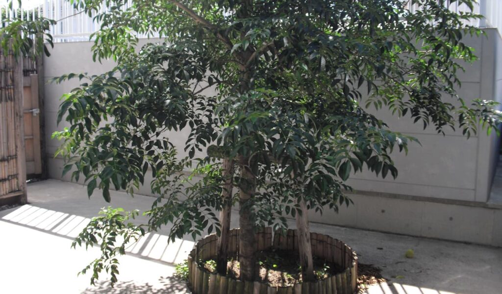 和モダン×近代建築、四季を感じるエクステリアリフォーム