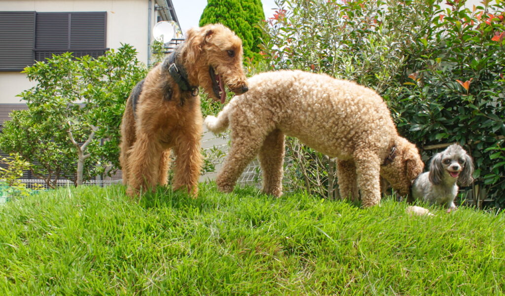 愛犬が自由に遊べる庭のエクステリアリフォーム