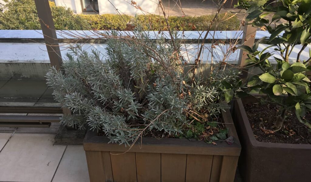 ウリンのプランター修理と再塗装で都心のバルコニーガーデン再生