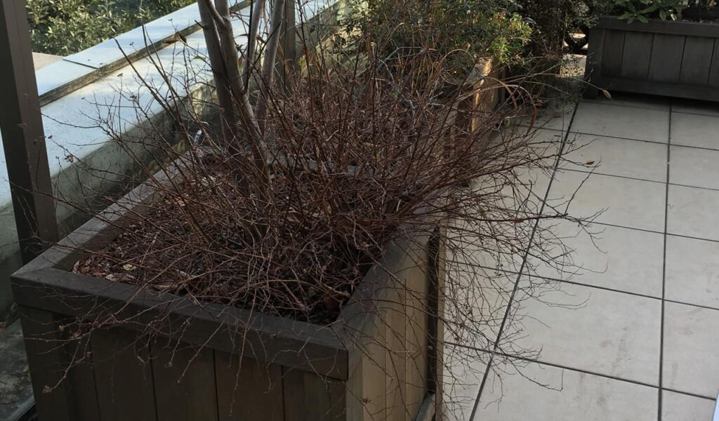 ウリンのプランター修理と再塗装で都心のバルコニーガーデン再生