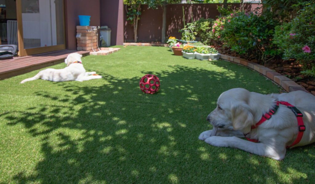 愛犬と孫と楽しむ自然体のお庭リフォーム事例