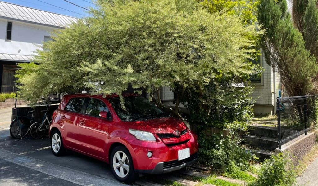 天然木のナチュラル外構とドッグラン
